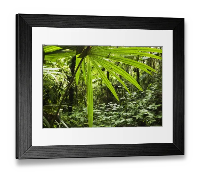 Framed Print : Costa Rica, Los Angeles Cloud Forest Reserve, Lush vegetation of forest floor Framed Print : Costa Rica, Los Angeles Cloud Forest Reserve, Lush vegetation of forest floor