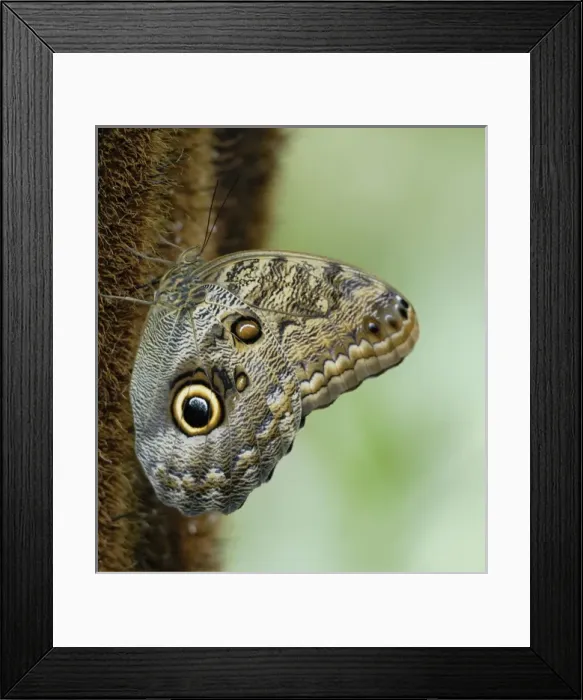 Framed Print : Costa Rica, La Paz, Magnificient Owl Butterfly on stalk Framed Print : Costa Rica, La Paz, Magnificient Owl Butterfly on stalk