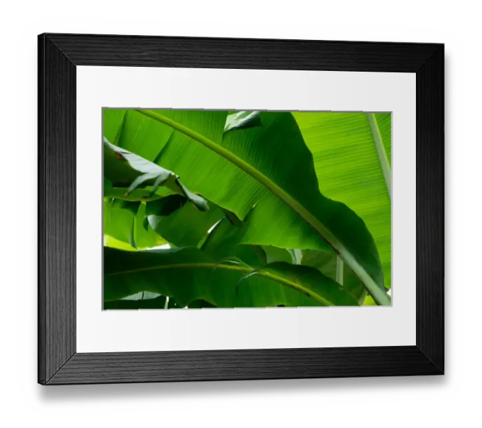Framed Print : Costa Rica, Banana leaves