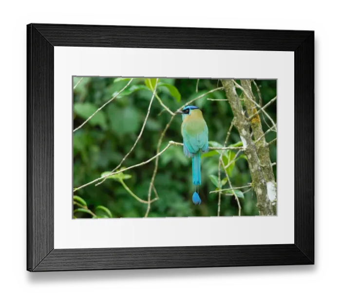 Framed Print : Costa Rica, Blue-crowned motmot in cloud forest Framed Print : Costa Rica, Blue-crowned motmot in cloud forest