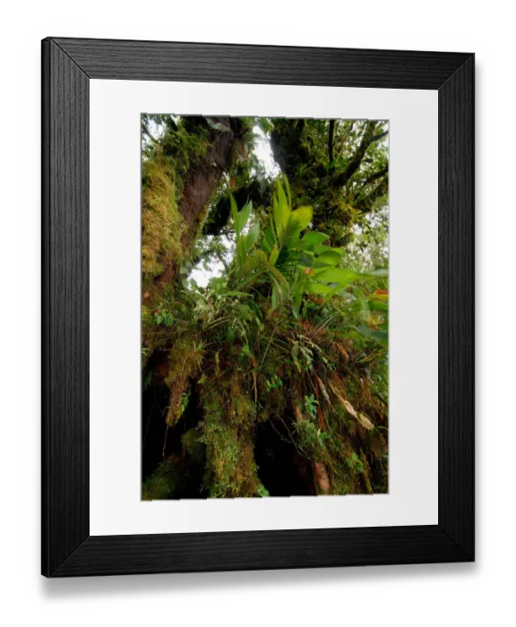 Framed Print : Costa Rica, Monteverde Cloud forest mosses and epiphytes Framed Print : Costa Rica, Monteverde Cloud forest mosses and epiphytes