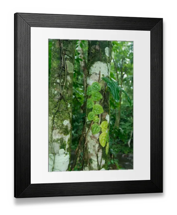 Framed Print : Costa Rica, rainforest tree trunk covered with vines and lichens Framed Print : Costa Rica, rainforest tree trunk covered with vines and lichens