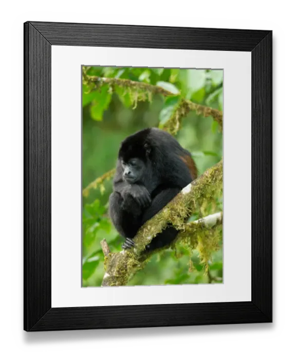 Framed Print : Costa Rica, Arenal, howler monkey high in canopy viewed from canopy walk Framed Print : Costa Rica, Arenal, howler monkey high in canopy viewed from canopy walk