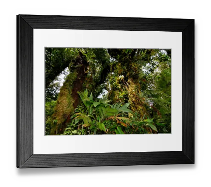 Framed Print : Costa Rica, Monteverde cloud forest epiphytes Framed Print : Costa Rica, Monteverde cloud forest epiphytes