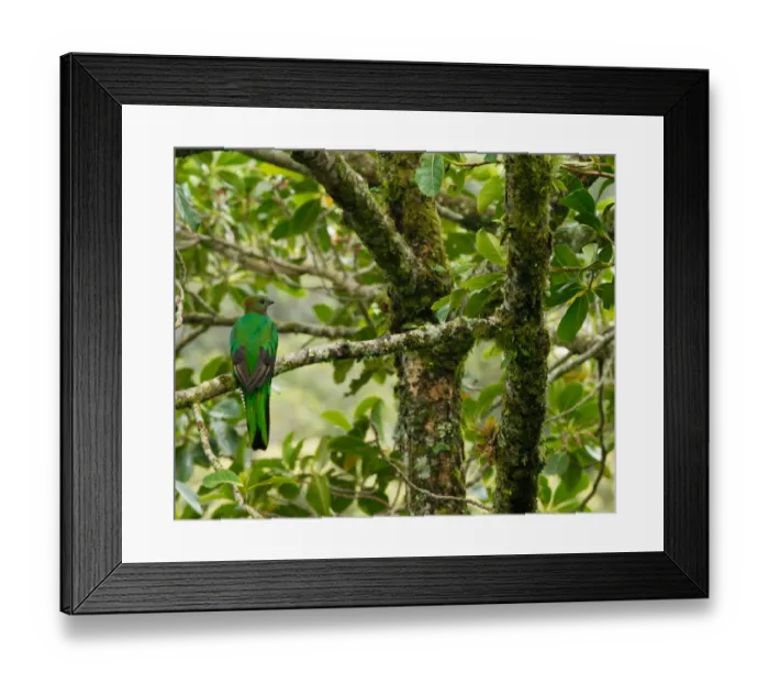 Framed Print : Costa Rica, female respendent quetzal in avocado tree, a favored food of quetzal Framed Print : Costa Rica, female respendent quetzal in avocado tree, a favored food of quetzal