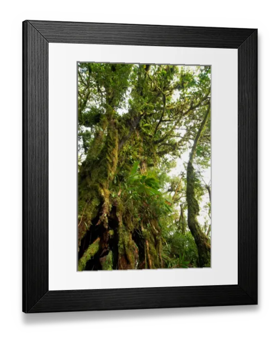Framed Print : Costa Rica, Monteverde cloud forest with characteristic moss-covered tree trunk