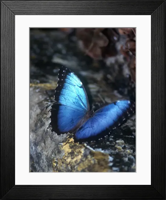 Framed Print : Morpho granadensis, uncommon Morpho species Framed Print : Morpho granadensis, uncommon Morpho species