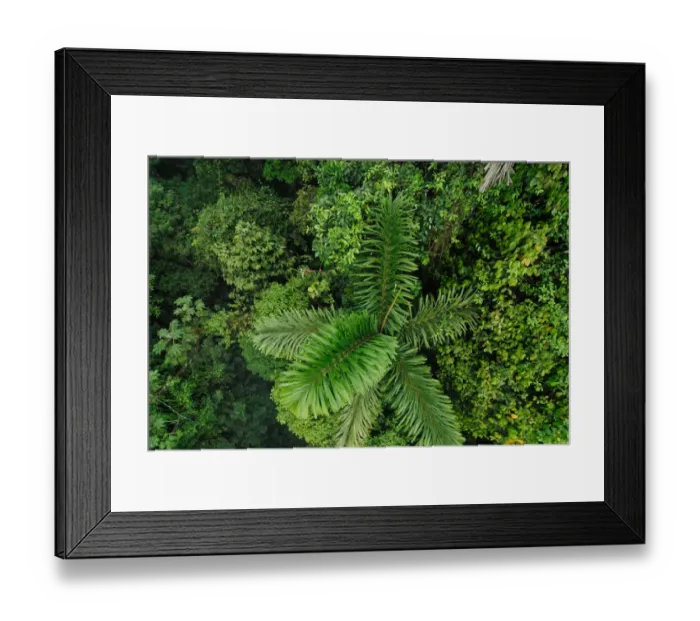 Framed Print : Costa Rica, view of rainforest from above Framed Print : Costa Rica, view of rainforest from above