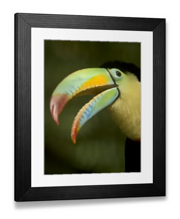 Framed Print : Costa Rica, La Paz, toucan, captive Framed Print : Costa Rica, La Paz, toucan, captive