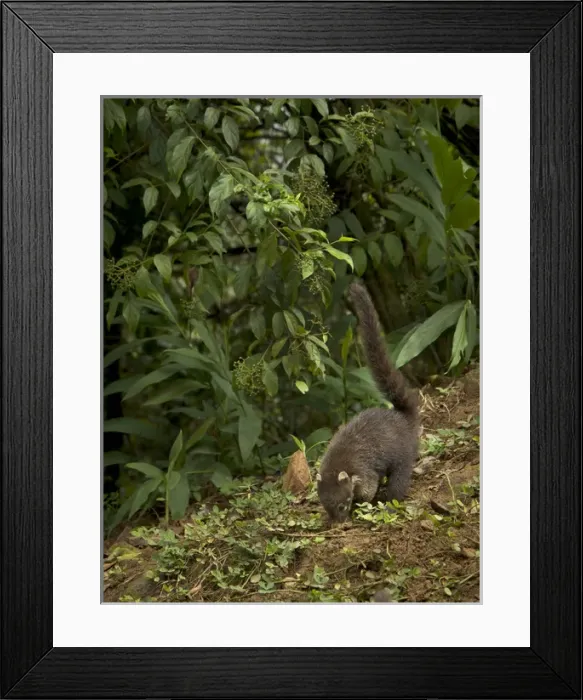 Framed Print : Costa Rica, La Paz area, Coatimundi Framed Print : Costa Rica, La Paz area, Coatimundi