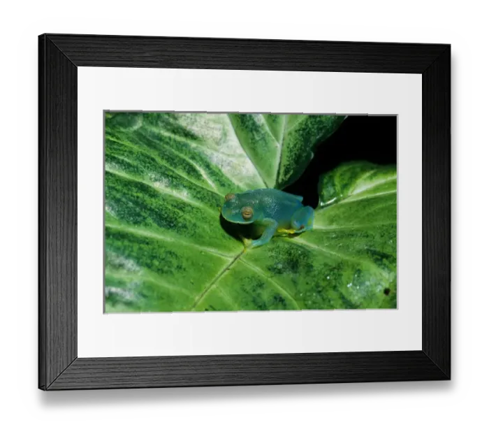 Framed Print : Monte Verde, Costa Rica. Granular Glass Frog (Cochranella granulosa) on a leaf Framed Print : Monte Verde, Costa Rica. Granular Glass Frog (Cochranella granulosa) on a leaf