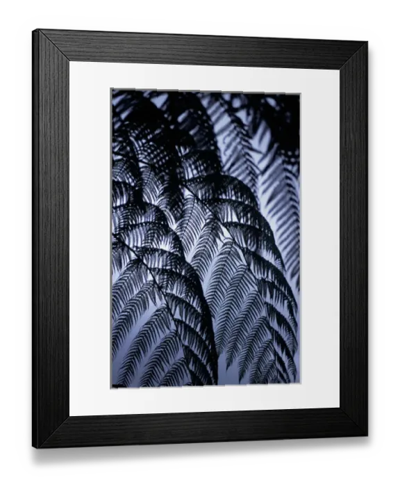 Framed Print : Arenal, Costa Rica. Tree fern leaves in silhouette against the sky