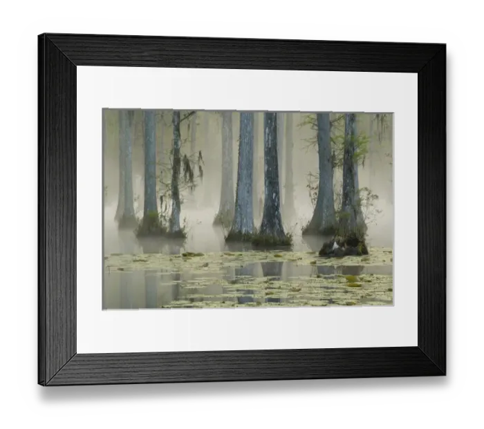 Framed Print : United States; South Carolina; Moncks Corner, Cypress Gardens, bald cypress swamp Framed Print : United States; South Carolina; Moncks Corner, Cypress Gardens, bald cypress swamp