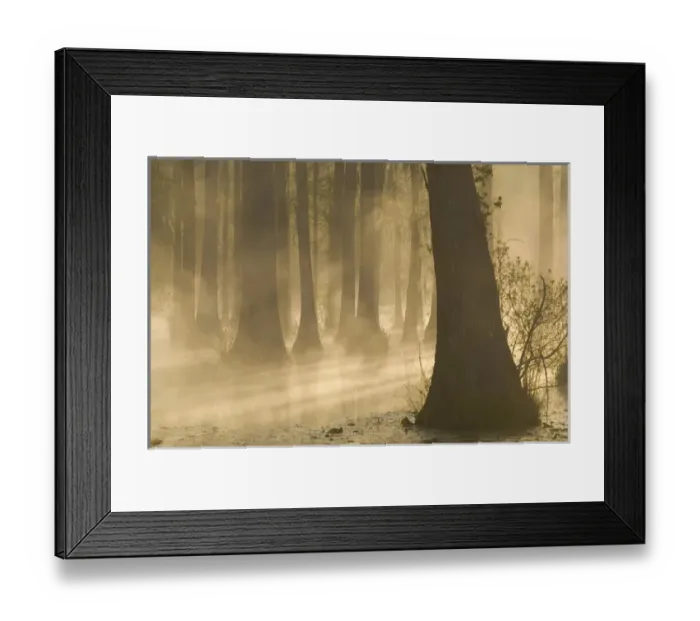 Framed Print : United States; South Carolina; Moncks Corner, Cypress Gardens, bald cypress swamp Framed Print : United States; South Carolina; Moncks Corner, Cypress Gardens, bald cypress swamp