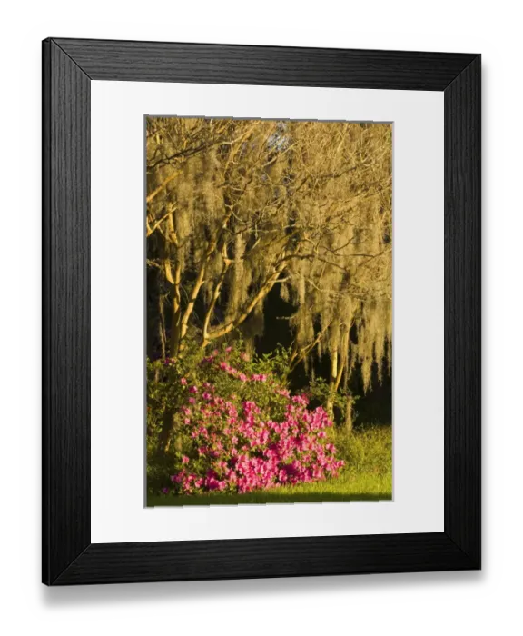 Framed Print : United States; South Carolina; Charleston; Magnolia Plantation, azaleas and crepe