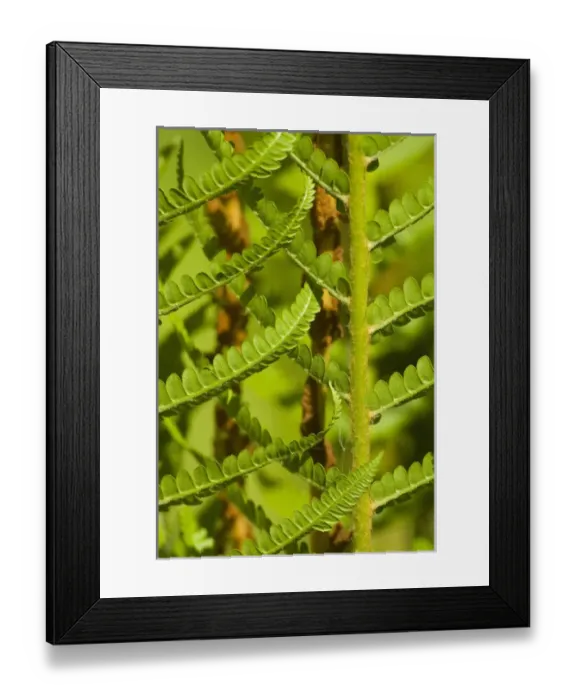 Framed Print : United States; South Carolina; Charleston; Magnolia Plantation, closeup of ferns Framed Print : United States; South Carolina; Charleston; Magnolia Plantation, closeup of ferns