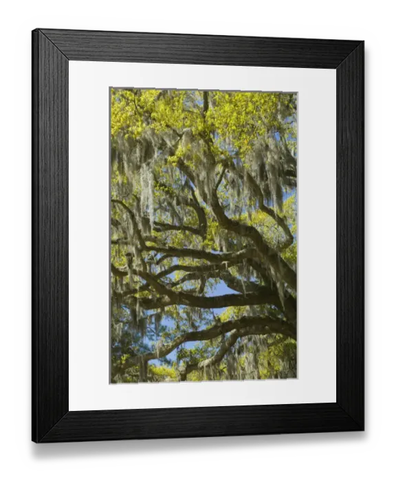 Framed Print : United States; South Carolina; Ace Basin National Estuarine Research Reserve, live