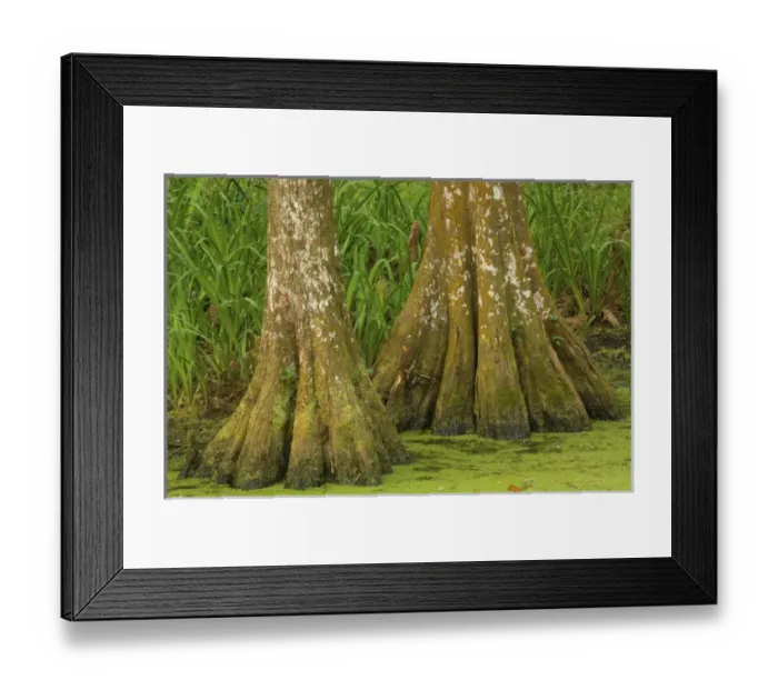 Framed Print : United States; South Carolina; Charleston; Magnolia Plantation, base of two bald Framed Print : United States; South Carolina; Charleston; Magnolia Plantation, base of two bald