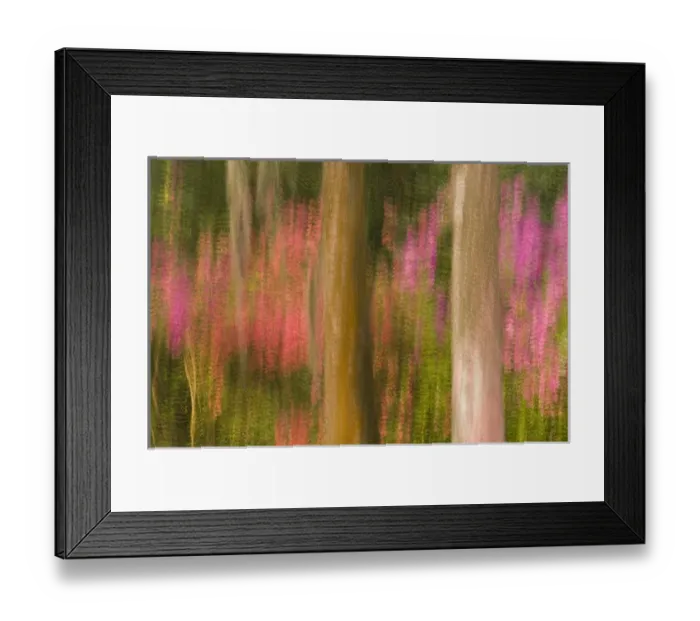 Framed Print : United States; South Carolina; Charleston; Magnolia Plantation, multiple expsoure of trees Framed Print : United States; South Carolina; Charleston; Magnolia Plantation, multiple expsoure of trees