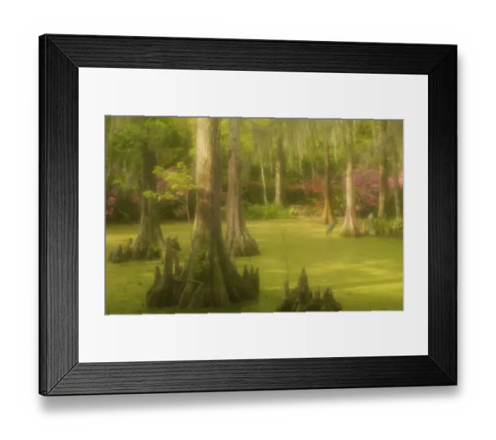 Framed Print : United States; South Carolina; Charleston; Magnolia Plantation, bald cypress trees Framed Print : United States; South Carolina; Charleston; Magnolia Plantation, bald cypress trees