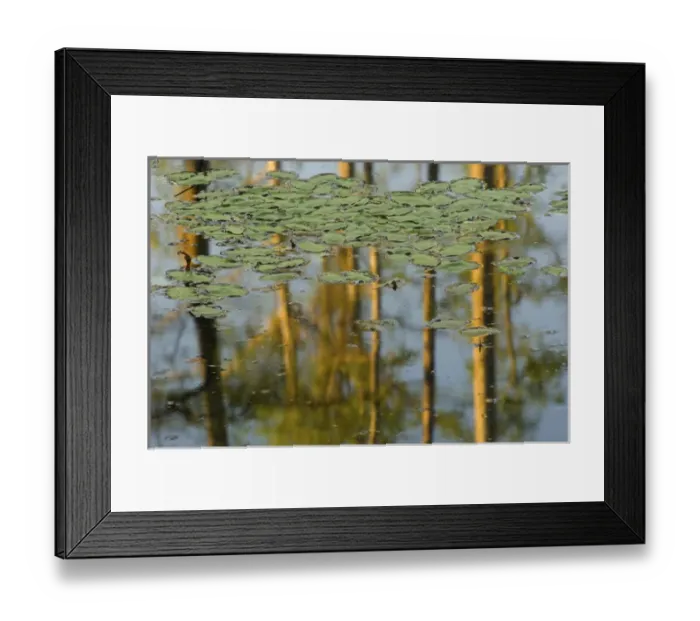Framed Print : United States; South Carolina; Moncks Corner, Cypress Gardens, small lily pads with Framed Print : United States; South Carolina; Moncks Corner, Cypress Gardens, small lily pads with