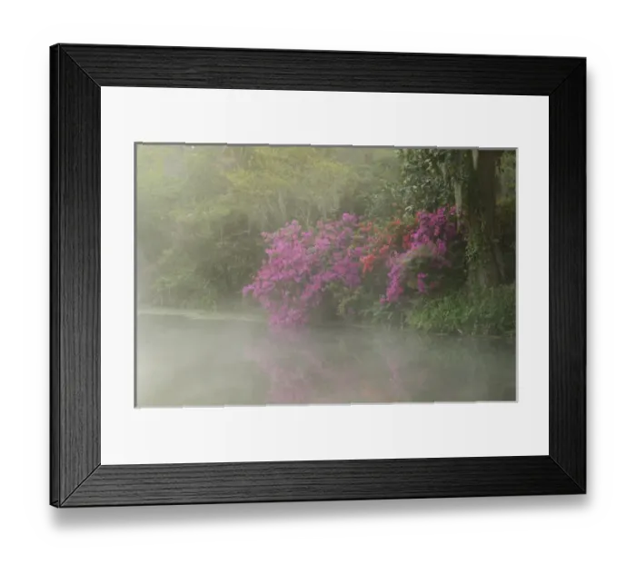 Framed Print : United States; South Carolina; Charleston; Magnolia Plantation, azaleas at edge of Framed Print : United States; South Carolina; Charleston; Magnolia Plantation, azaleas at edge of