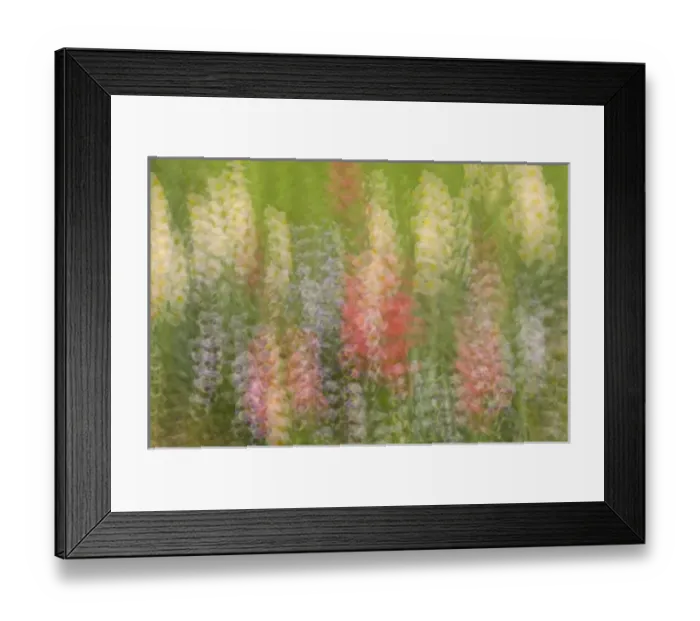 Framed Print : United States; South Carolina; Charleston; Magnolia Plantation, multiple exposure Framed Print : United States; South Carolina; Charleston; Magnolia Plantation, multiple exposure