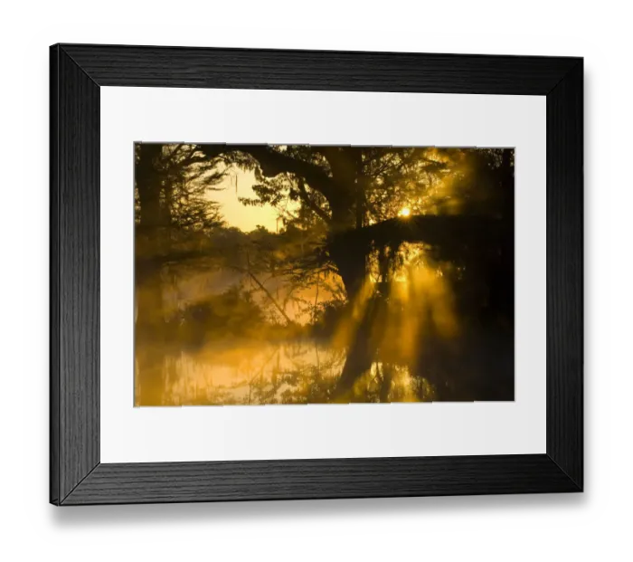 Framed Print : United States; South Carolina; Charleston; Magnolia Plantation, shafts of sunlight Framed Print : United States; South Carolina; Charleston; Magnolia Plantation, shafts of sunlight