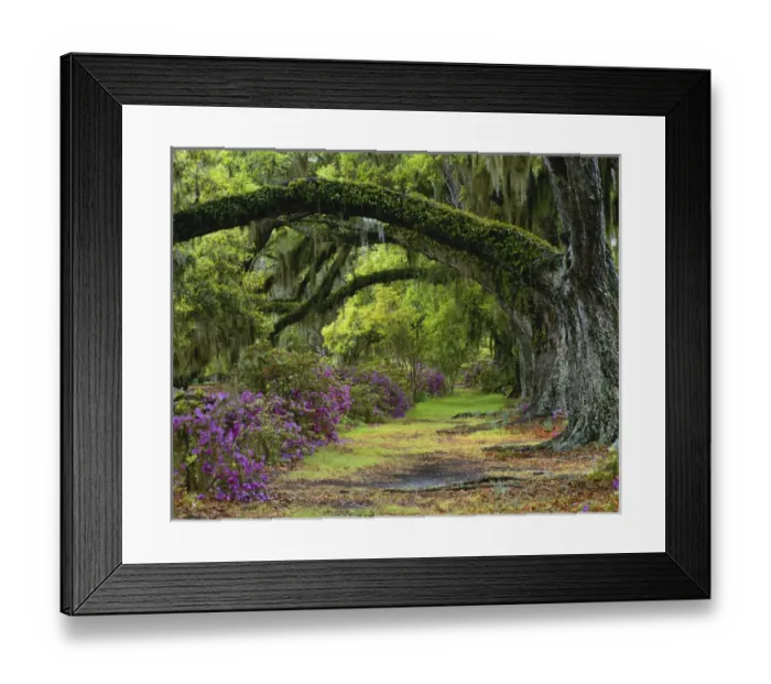 Framed Print : 08. Coast Live Oaks (Quercus agrifolia) and Azaleas blossom