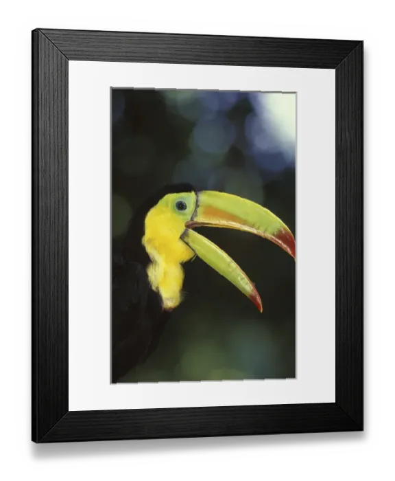 Framed Print : CENTRAL AMERICA, Costa Rica Keel-Billed Toucan Framed Print : CENTRAL AMERICA, Costa Rica Keel-Billed Toucan