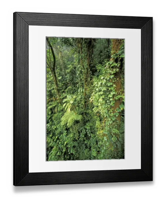Framed Print : Central America, Costa Rica, Monteverde Cloud Forest. Suspension Bridge, Sky Walk Framed Print : Central America, Costa Rica, Monteverde Cloud Forest. Suspension Bridge, Sky Walk