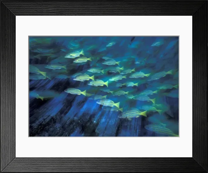 Framed Print : SA, Colombia, Malpelo Island Blue and gold snapper (Lutjanus viridis)