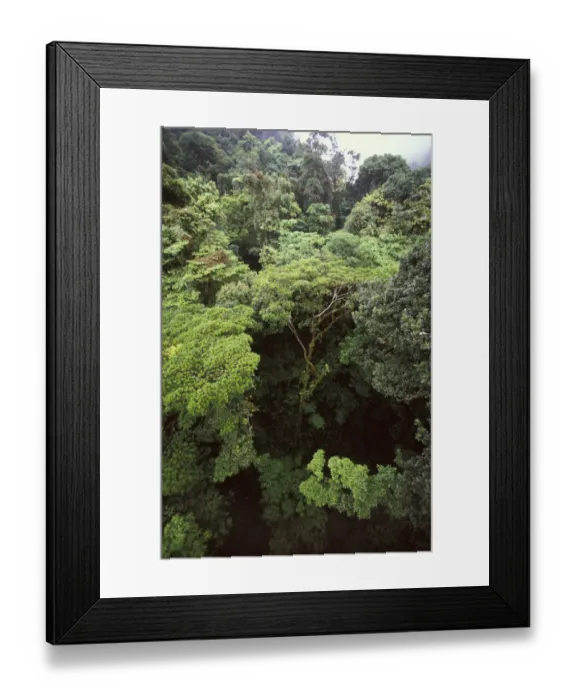 Framed Print : CA, Costa Rica, Monteverde Cloud forest Framed Print : CA, Costa Rica, Monteverde Cloud forest