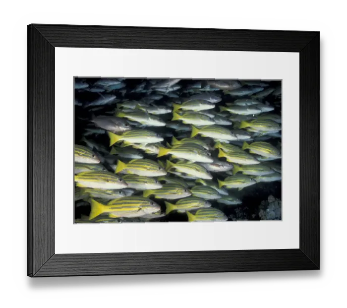 Framed Print : CA, Costa Rica, Cocos Island Bluestripe snapper (Lutjanos kasmira)