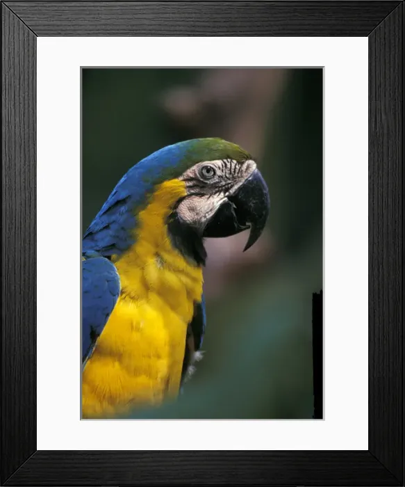 Framed Print : Central America, Costa Rica, Ara ararauna. Endangered Blue & Gold Macaw Framed Print : Central America, Costa Rica, Ara ararauna. Endangered Blue & Gold Macaw