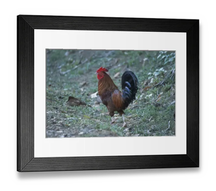 Framed Print : Rooster on Devils Island; Ile Royale; Devils Islands, French Guiana