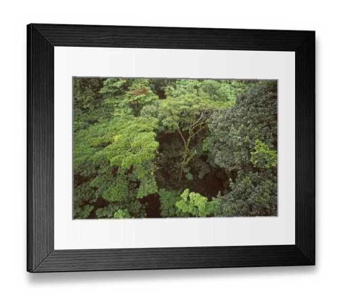 Framed Print : Central America, Costa Rica, Monteverde Cloud Forest