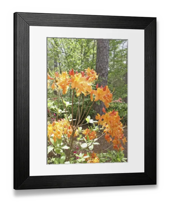 Framed Print : Flowering azalea Botanical Gardens Mobile Alabama Framed Print : Flowering azalea Botanical Gardens Mobile Alabama
