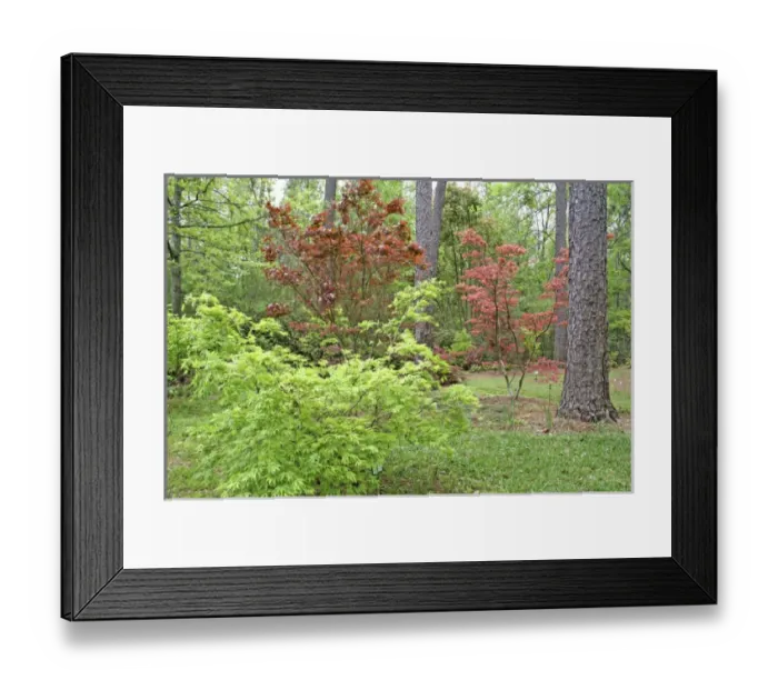 Framed Print : Botanical Gardens Mobile Alabama Framed Print : Botanical Gardens Mobile Alabama