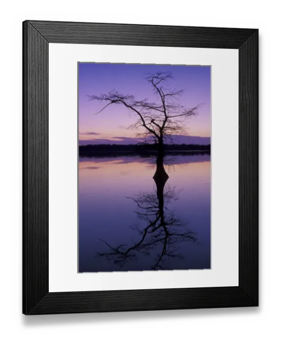Framed Print : NA, USA, Tennessee, Reelfoot Lake NWR Bladcypress tree silhouetted at sunset Framed Print : NA, USA, Tennessee, Reelfoot Lake NWR Bladcypress tree silhouetted at sunset