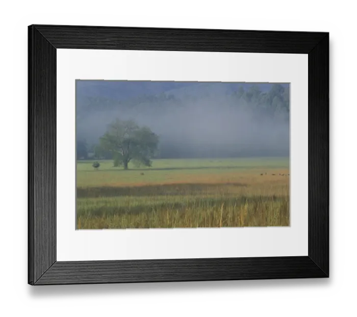 Framed Print : NA, USA, Tennessee, Great Smoky Mountains NP Morning mist, Cades Cove