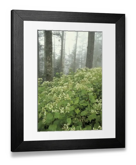 Framed Print : NA, USA, Tennessee, Great Smoky Mountains NP White snakeroot and fog, Clingman s Framed Print : NA, USA, Tennessee, Great Smoky Mountains NP White snakeroot and fog, Clingman s