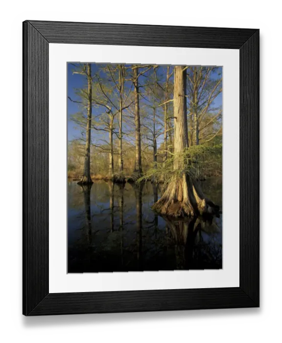 Framed Print : N. A. USA, Tennessee. Reelfoot National Wildlife Refuge. Baldcypress trees at sunset Framed Print : N. A. USA, Tennessee. Reelfoot National Wildlife Refuge. Baldcypress trees at sunset