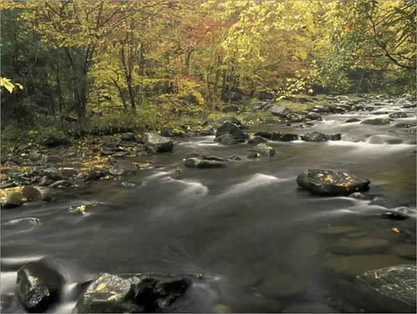 NA, USA, Tennessee, Great Smoky Mountains NP Fall colors along Little Pigeon River