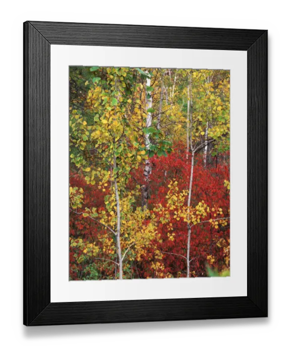 Framed Print : USA, South Dakota, Custer State Park, Autumn trees