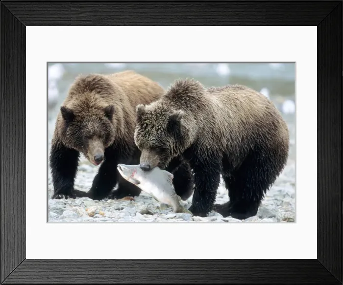 Framed Print : Two Grizzly Cubs, One with Salmon in Mouth on River Bank, U. S. A. Alaska, Katmai Peninsula