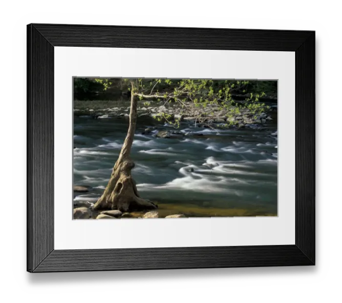 Framed Print : USA, Alabama, Blount County Budding tree on the riverbank, Locust Fork of