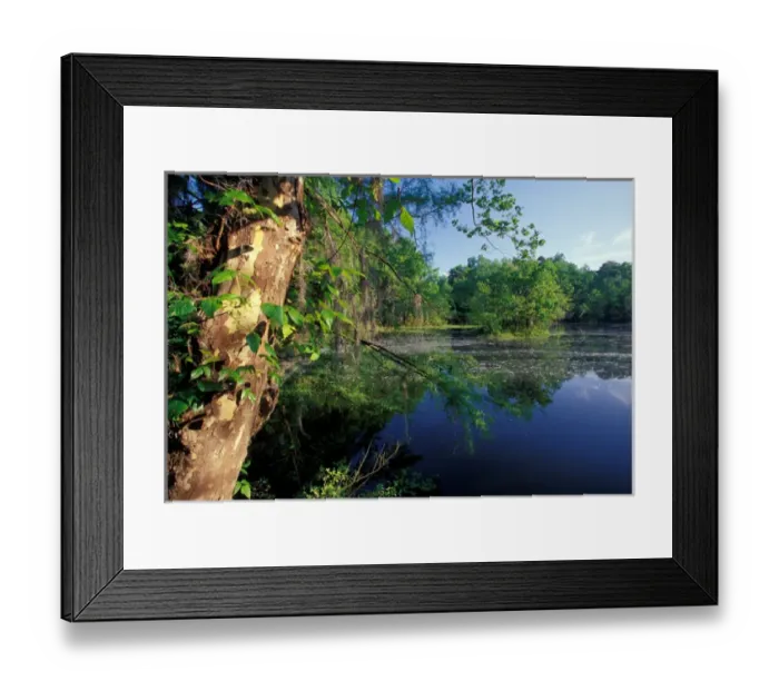 Framed Print : USA, Alabama, Monroe County, Alabama river bayou Framed Print : USA, Alabama, Monroe County, Alabama river bayou