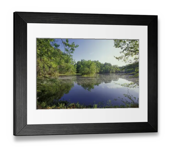 Framed Print : USA, Alabama, Monroe County, Alabama river bayou Framed Print : USA, Alabama, Monroe County, Alabama river bayou