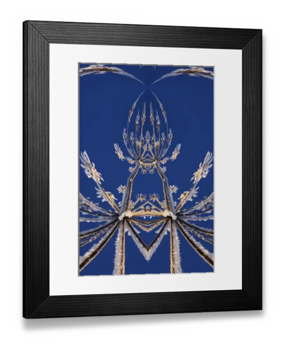 Framed Print : Fantasy version, Skyward view of Cow Parsnip in winter covered in morning frost, Homer Framed Print : Fantasy version, Skyward view of Cow Parsnip in winter covered in morning frost, Homer